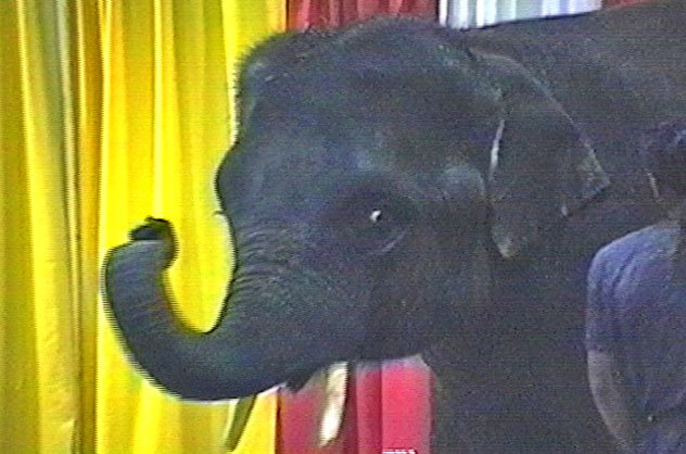 DPM entetainment for Lumberman's Association created a circus theme and brought in Ceasar the elephant