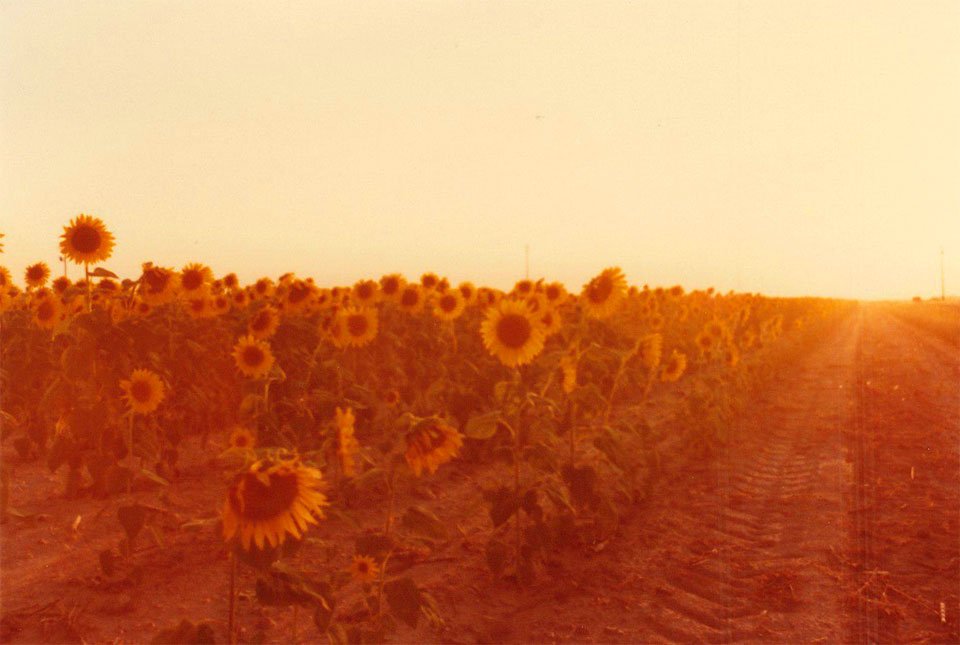 Sun Flowers