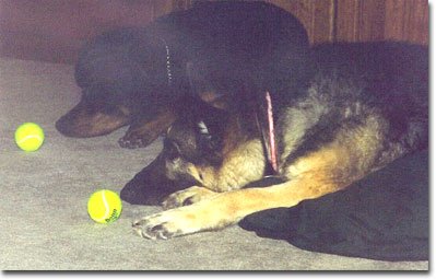 Bach & Sasha resting after busy Christmas