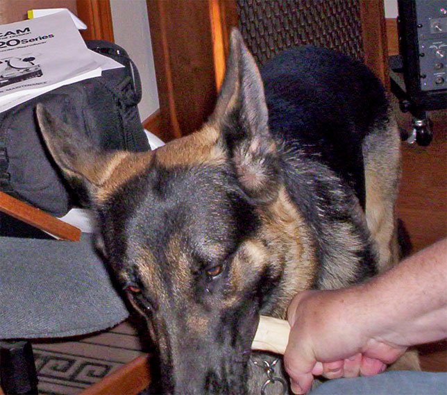 Martin helping Troubador get his bone softened up