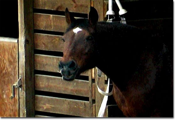 picture of Dancer whinning for Sonata march 2005