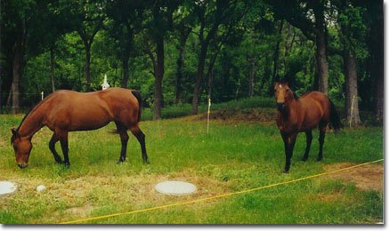 picture of Dancer & Moonie in front yard