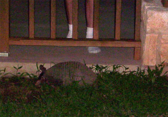picture of July 2005 armadillo