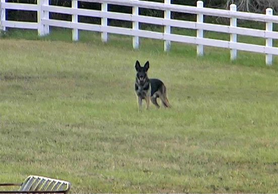 Troubador in pasture