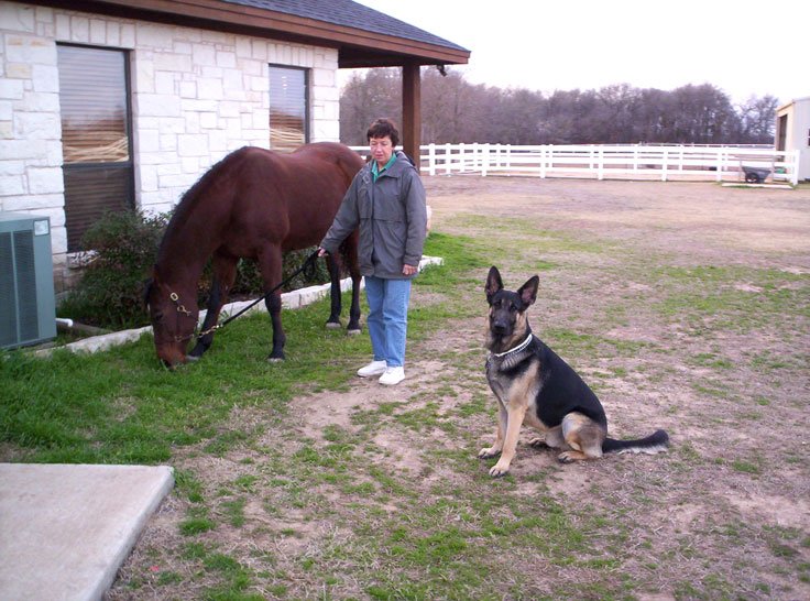 picture of Chris with Dancer trimming our grass while Troubadour looks on