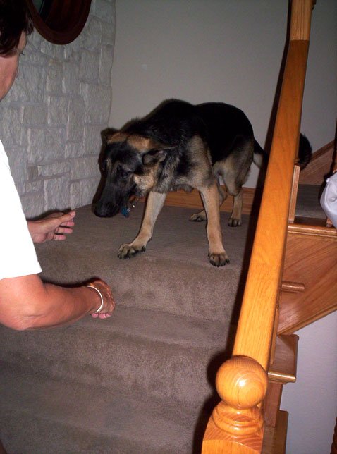 Troubador discovering stairs