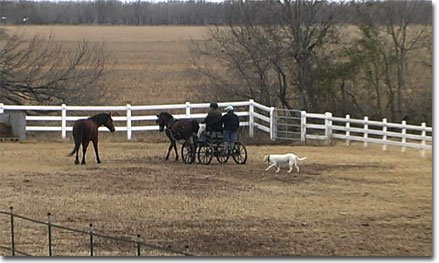 picture of Dancer as Moonie goes with Cart
