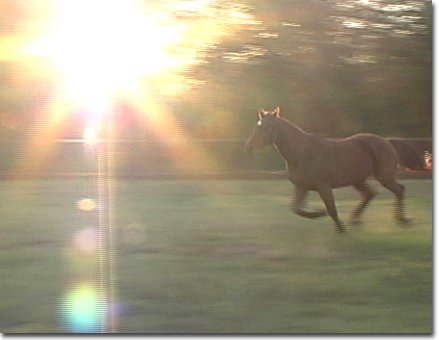 picture of Dancer & Moonie December 2004