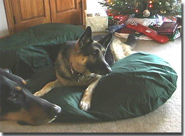  Bach & Sasha at Colorado Drive's first Christmas