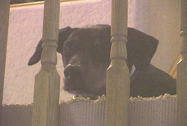 picture of Sasha on stair landing